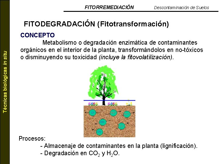 FITORREMEDIACIÓN Descontaminación de Suelos Técnicas biológicas in situ FITODEGRADACIÓN (Fitotransformación) CONCEPTO Metabolismo o degradación