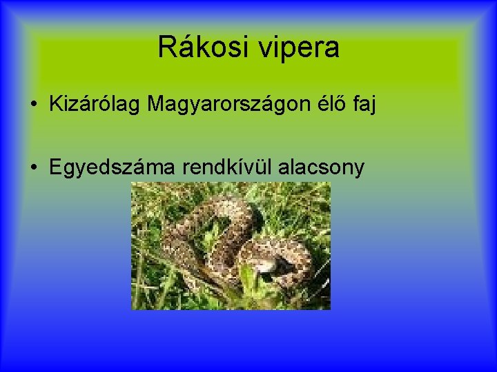 Rákosi vipera • Kizárólag Magyarországon élő faj • Egyedszáma rendkívül alacsony 