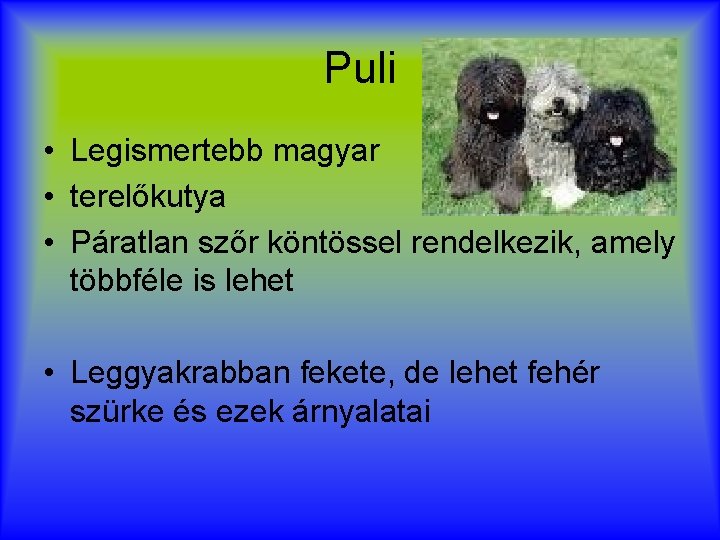 Puli • Legismertebb magyar • terelőkutya • Páratlan szőr köntössel rendelkezik, amely többféle is