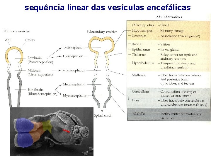 sequência linear das vesículas encefálicas 