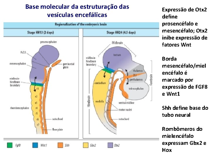 Base molecular da estruturação das vesículas encefálicas Expressão de Otx 2 define prosencéfalo e