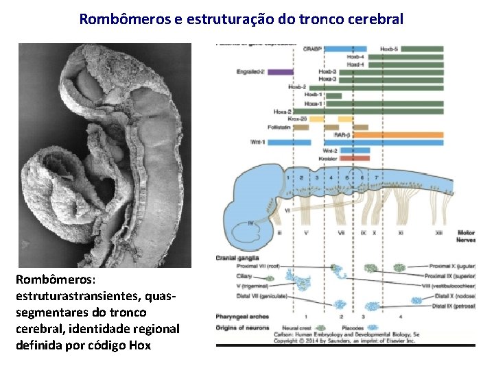 Rombômeros e estruturação do tronco cerebral Rombômeros: estruturastransientes, quassegmentares do tronco cerebral, identidade regional
