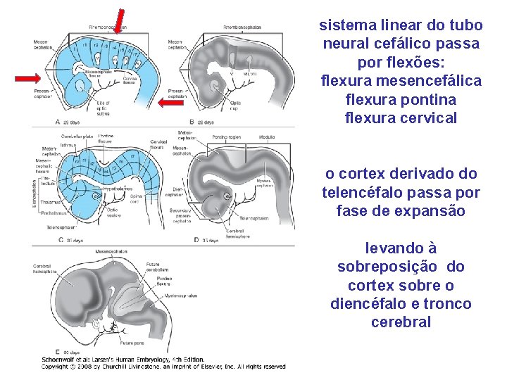 sistema linear do tubo neural cefálico passa por flexões: flexura mesencefálica flexura pontina flexura