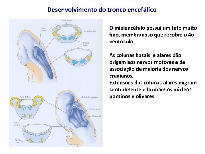 Desenvolvimento do tronco encefálico O mielencéfalo possui um teto muito fino, membranoso que recobre