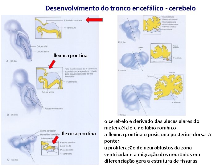 Desenvolvimento do tronco encefálico - cerebelo flexura pontina o cerebelo é derivado das placas