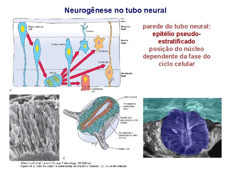 Neurogênese no tubo neural parede do tubo neural: epitélio pseudoestratificado posição do núcleo dependente