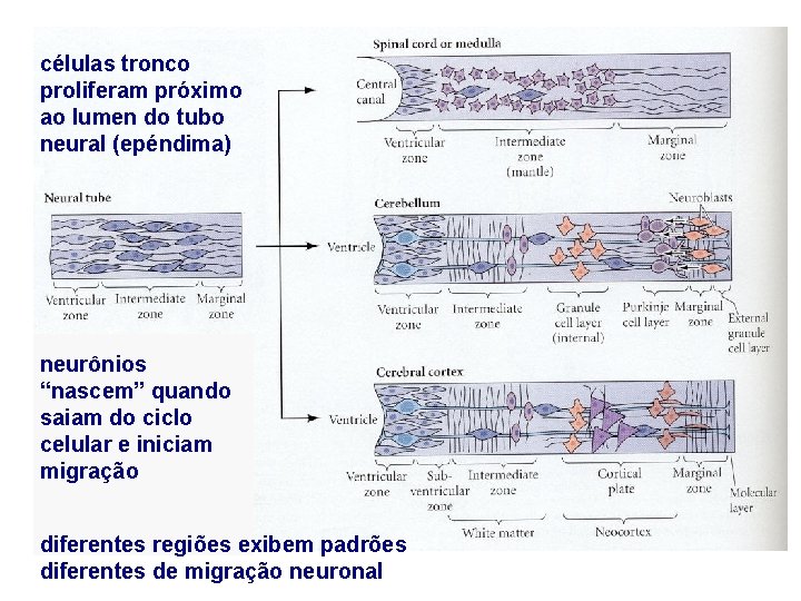 células tronco proliferam próximo ao lumen do tubo neural (epéndima) neurônios “nascem” quando saiam