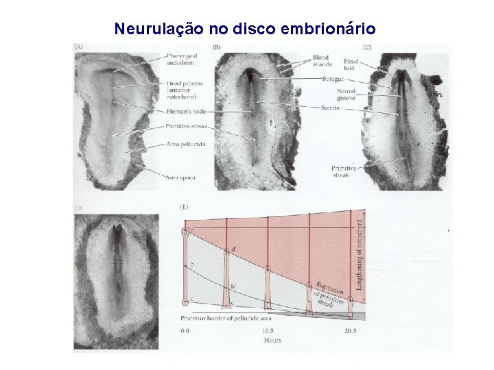 Neurulação no disco embrionário 