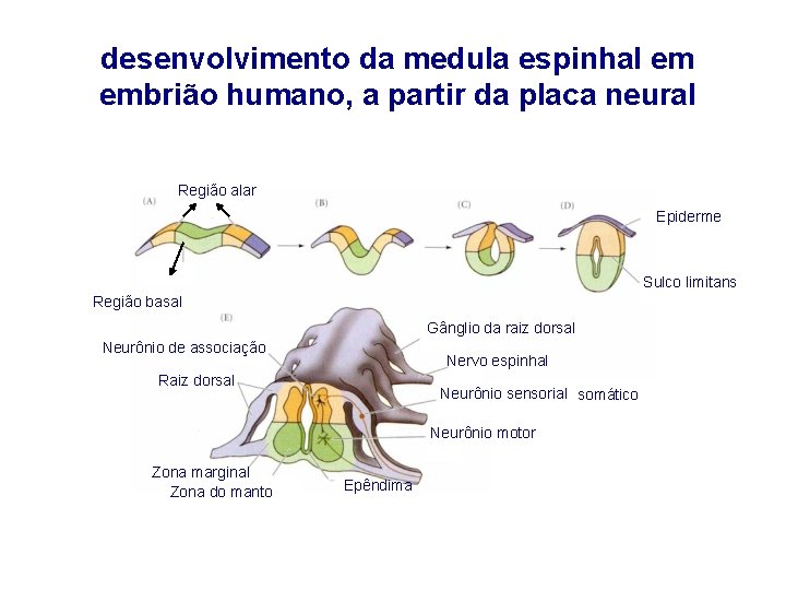 desenvolvimento da medula espinhal em embrião humano, a partir da placa neural Região alar