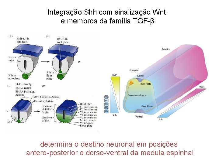 Integração Shh com sinalização Wnt e membros da família TGF-β determina o destino neuronal