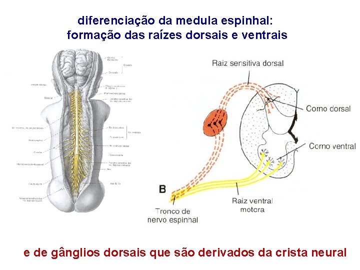 diferenciação da medula espinhal: formação das raízes dorsais e ventrais e de gânglios dorsais