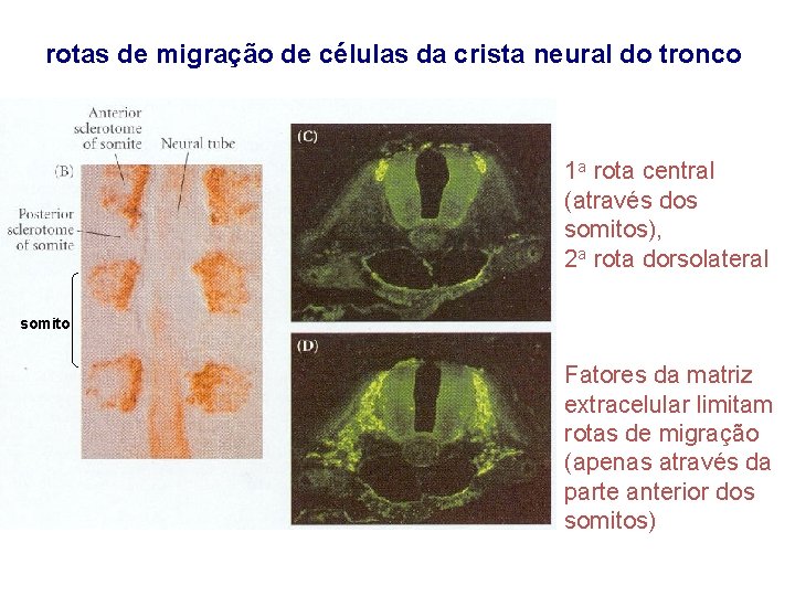 rotas de migração de células da crista neural do tronco 1 a rota central