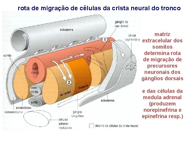 rota. DE de MIGRAÇÃO migração de. DAS células da crista do. NEURAL tronco ROTAS