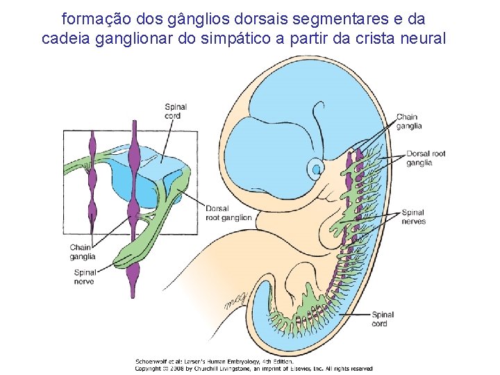 formação dos gânglios dorsais segmentares e da cadeia ganglionar do simpático a partir da