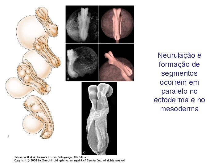 Neurulação e formação de segmentos ocorrem em paralelo no ectoderma e no mesoderma 