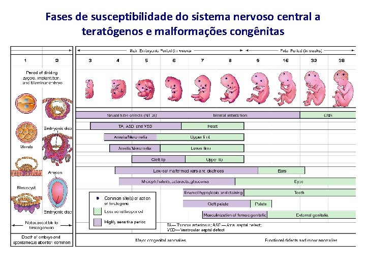 Fases de susceptibilidade do sistema nervoso central a teratôgenos e malformações congênitas 