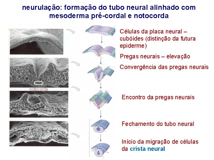 neurulação: formação do tubo neural alinhado com mesoderma pré-cordal e notocorda Células da placa