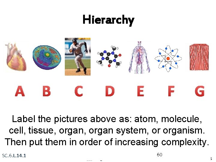 Hierarchy A B C D E F G Label the pictures above as: atom,