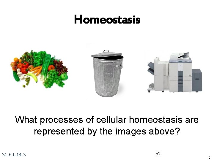 Homeostasis What processes of cellular homeostasis are represented by the images above? SC. 6.