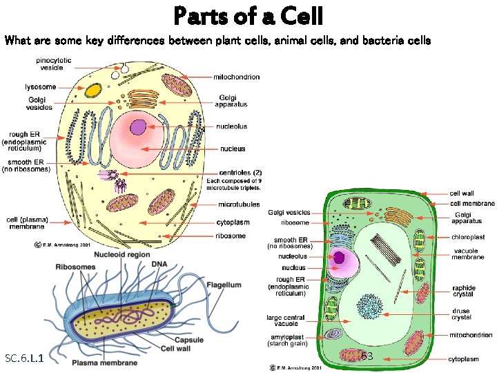 Parts of a Cell What are some key differences between plant cells, animal cells,
