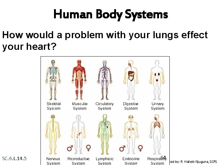 Human Body Systems How would a problem with your lungs effect your heart? SC.