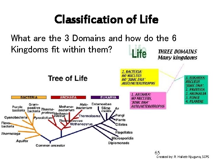 Classification of Life What are the 3 Domains and how do the 6 Kingdoms