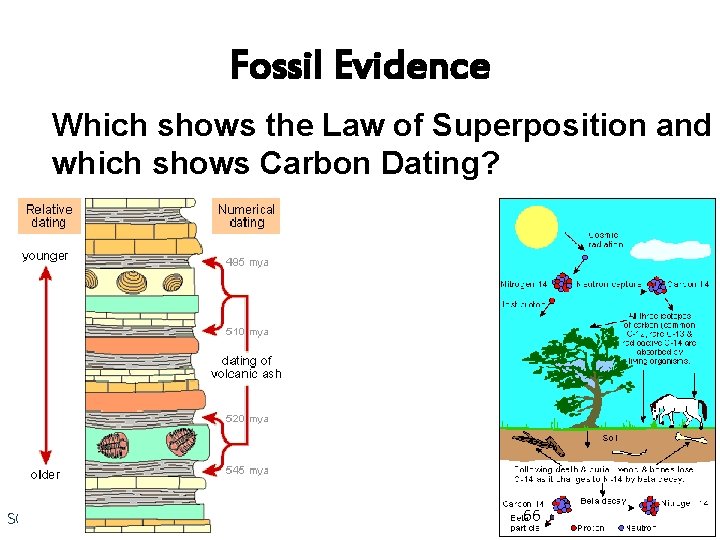 Fossil Evidence Which shows the Law of Superposition and which shows Carbon Dating? SC.