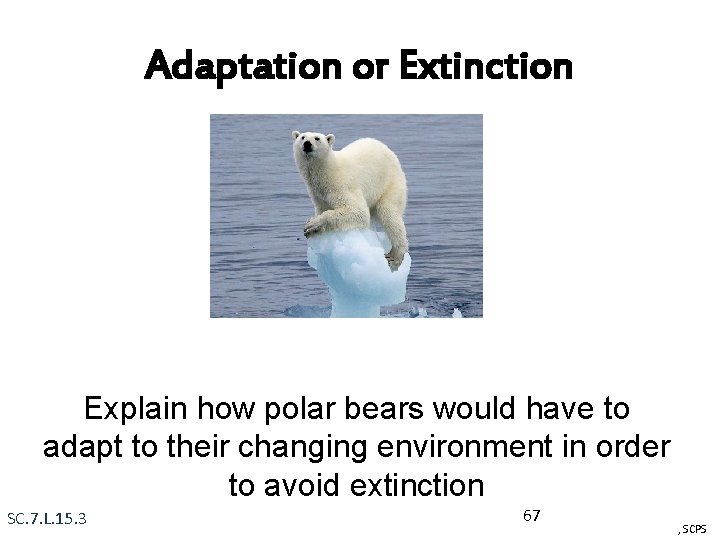 Adaptation or Extinction Explain how polar bears would have to adapt to their changing