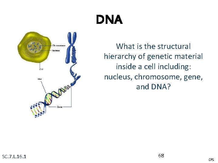 DNA What is the structural hierarchy of genetic material inside a cell including: nucleus,