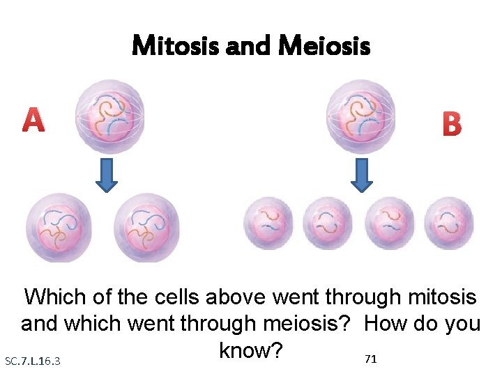 Mitosis and Meiosis A B Which of the cells above went through mitosis and