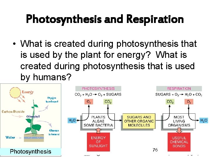 Photosynthesis and Respiration • What is created during photosynthesis that is used by the