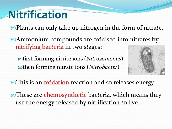 Nitrification Plants can only take up nitrogen in the form of nitrate. Ammonium compounds