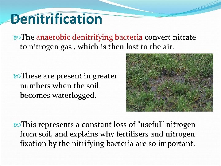 Denitrification The anaerobic denitrifying bacteria convert nitrate to nitrogen gas , which is then