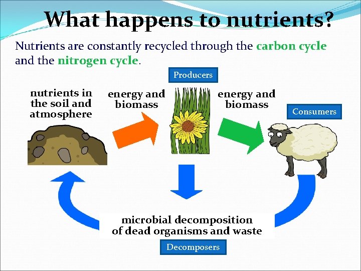 What happens to nutrients? Nutrients are constantly recycled through the carbon cycle and the