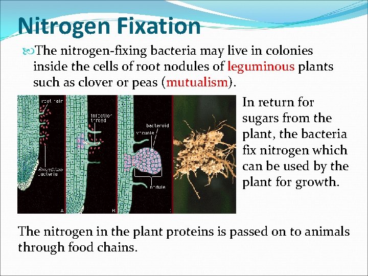 Nitrogen Fixation The nitrogen-fixing bacteria may live in colonies inside the cells of root