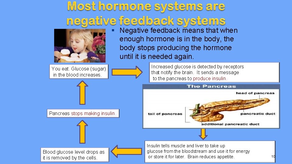 § Negative feedback means that when enough hormone is in the body, the body