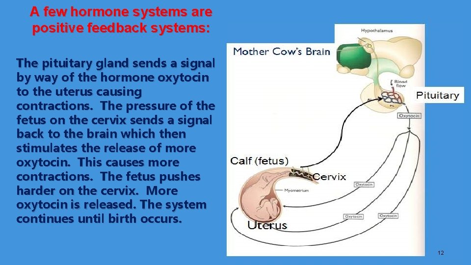 A few hormone systems are positive feedback systems: The pituitary gland sends a signal