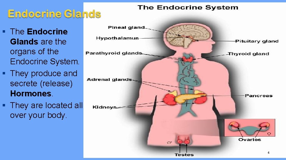 § The Endocrine Glands are the organs of the Endocrine System. § They produce