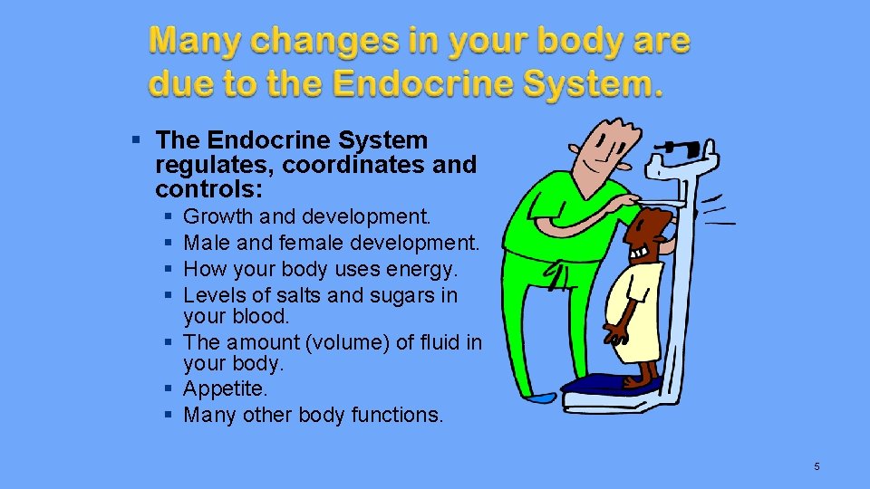 § The Endocrine System regulates, coordinates and controls: § § Growth and development. Male