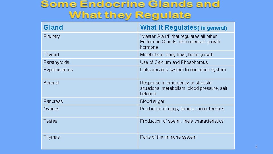 Gland What it Regulates( in general) Pituitary “Master Gland” that regulates all other Endocrine