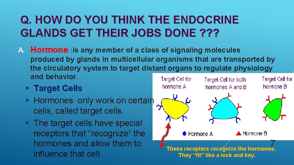 Q. HOW DO YOU THINK THE ENDOCRINE GLANDS GET THEIR JOBS DONE ? ?