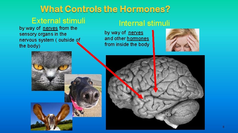 External stimuli by way of nerves from the sensory organs in the nervous system