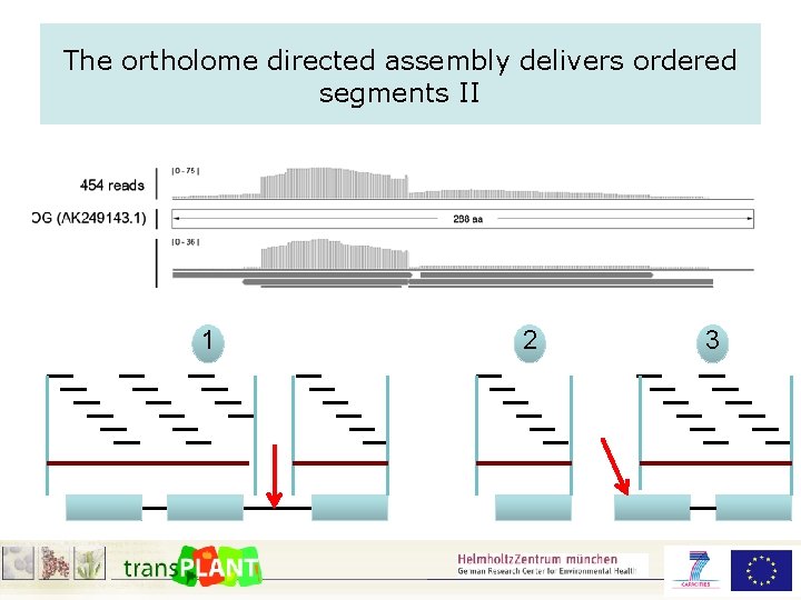The ortholome directed assembly delivers ordered segments II 1 2 3 