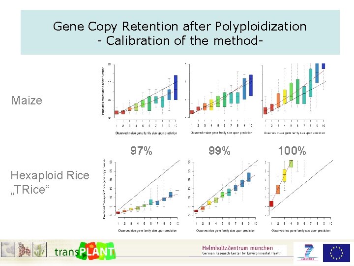Gene Copy Retention after Polyploidization - Calibration of the method- Maize 97% Hexaploid Rice