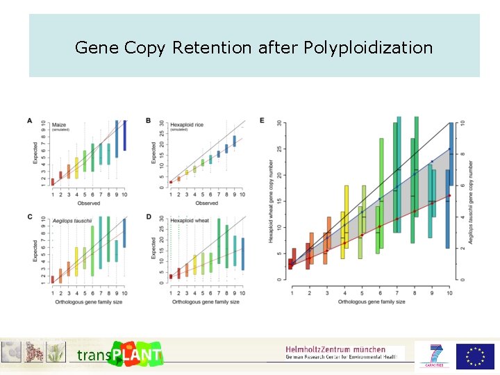 Gene Copy Retention after Polyploidization 