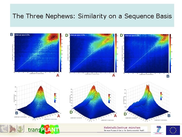 The Three Nephews: Similarity on a Sequence Basis 