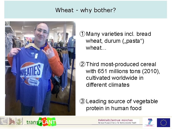 Wheat - why bother? ① Many varieties incl. bread wheat, durum („pasta“) wheat… ②