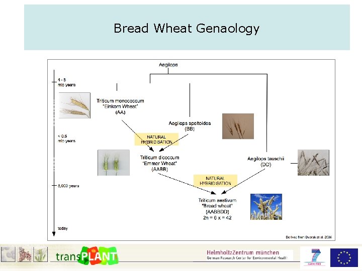 Bread Wheat Genaology 