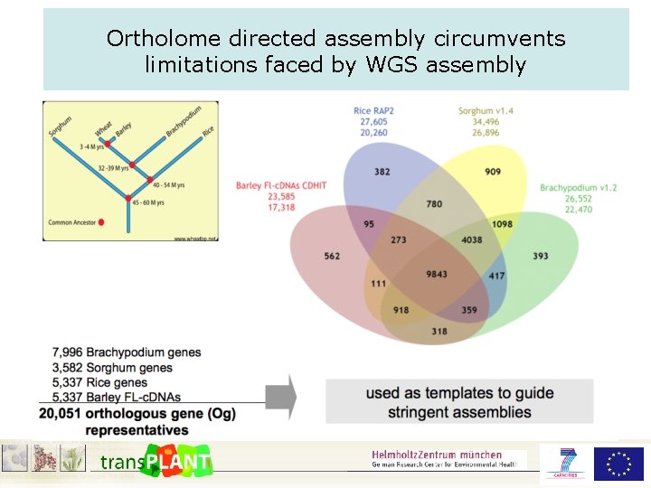 Ortholome directed assembly circumvents limitations faced by WGS assembly 