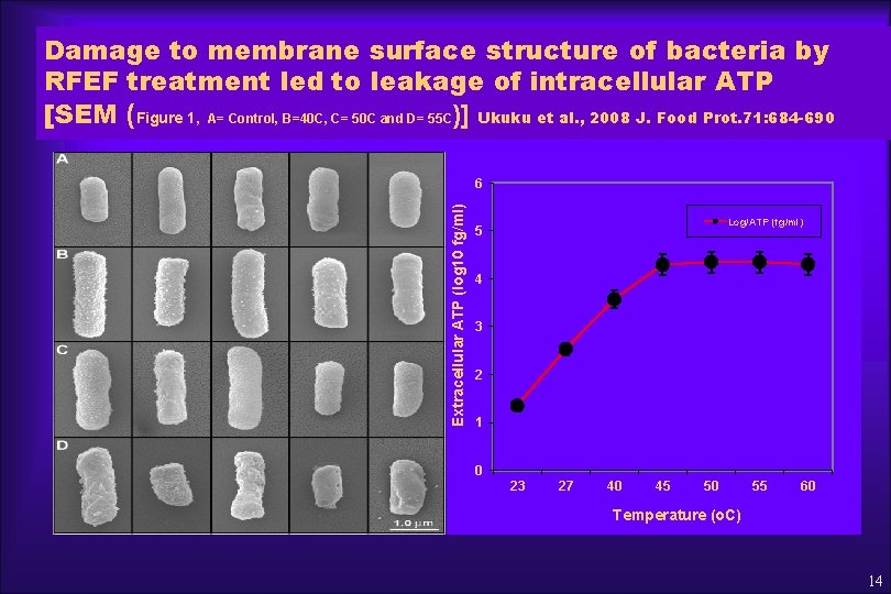 Damage to membrane surface structure of bacteria by RFEF treatment led to leakage of